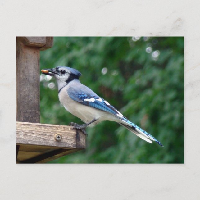 Vacker Blue Jay Vykort (Framsida)