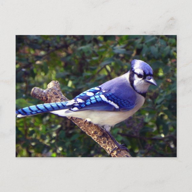 Vacker Blue Jay Vykort (Framsida)