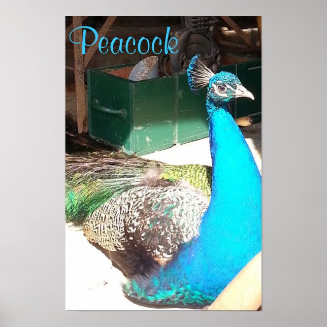 Vacker Blue Male Peacock Old Barn Poster (Framsidan)