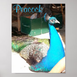 Vacker Blue Male Peacock Old Barn Poster