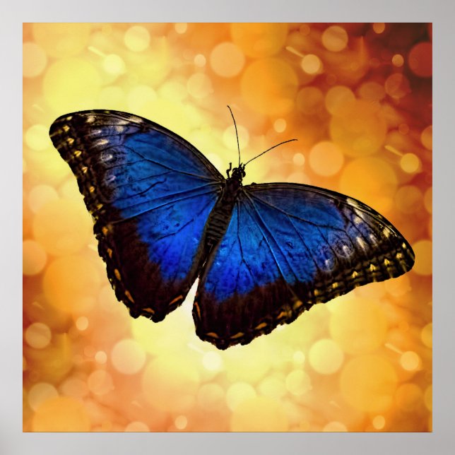 Vacker Blue Morpho Butterfly Bokeh Poster (Framsidan)