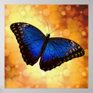 Vacker Blue Morpho Butterfly Bokeh Poster
