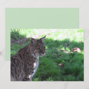 Vacker Bobcat - Flat Card