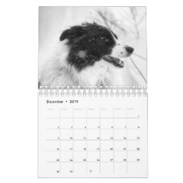 Vacker Border Collie Hundkalender Kalender