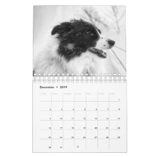 Vacker Border Collie Hundkalender Kalender