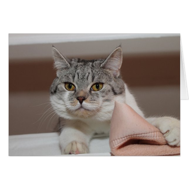 Vacker brittisk Shorthair Tomcat Hälsningskort (Framsidan Horizontal)