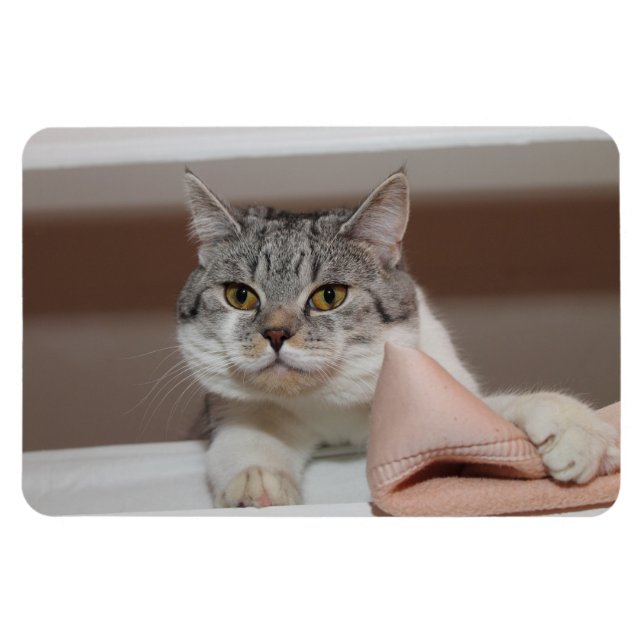 Vacker brittisk Shorthair Tomcat Magnet (Horisontell)