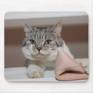 Vacker brittisk Shorthair Tomcat Musmatta