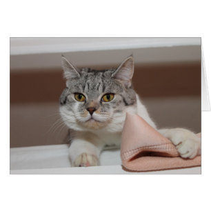 Vacker brittisk Shorthair Tomcat OBS Kort
