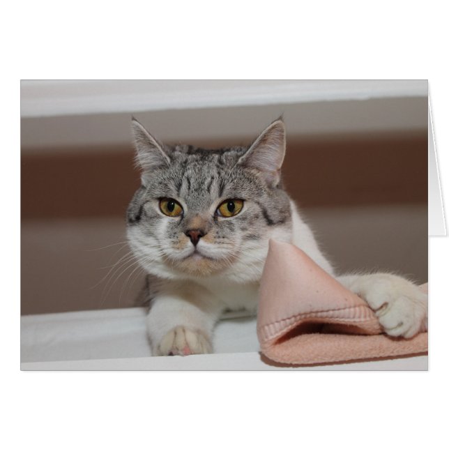 Vacker brittisk Shorthair Tomcat OBS Kort (Framsidan Horizontal)