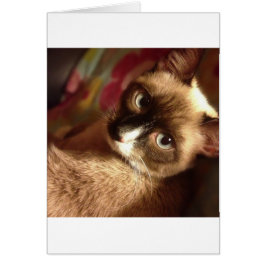 Vacker Brown Cat Hälsningskort