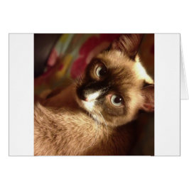 Vacker Brown Cat Hälsningskort