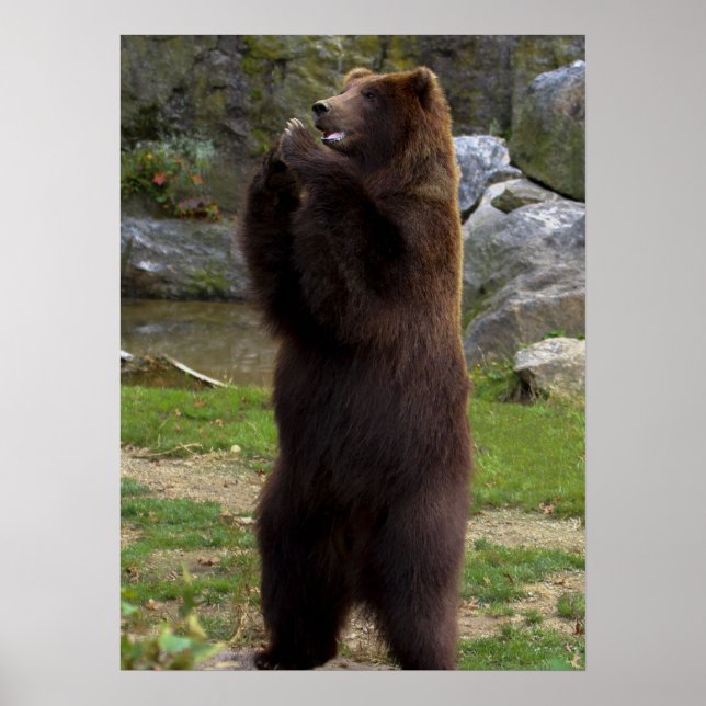 Vacker Brown Grizzly Bear Poster (Framsidan)