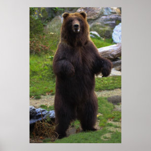 Vacker Brown Grizzly Bear Poster