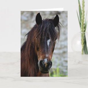 Vacker Brown Horse Kort