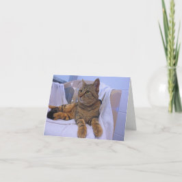 Vacker Brown Tabby Kort