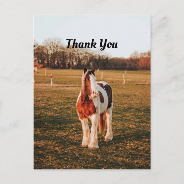 Vacker Brun Färg Draghäst Foto Tack Vykort (Framsida)