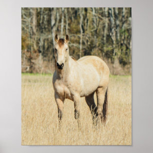 Vacker Buckskin Horse Poster
