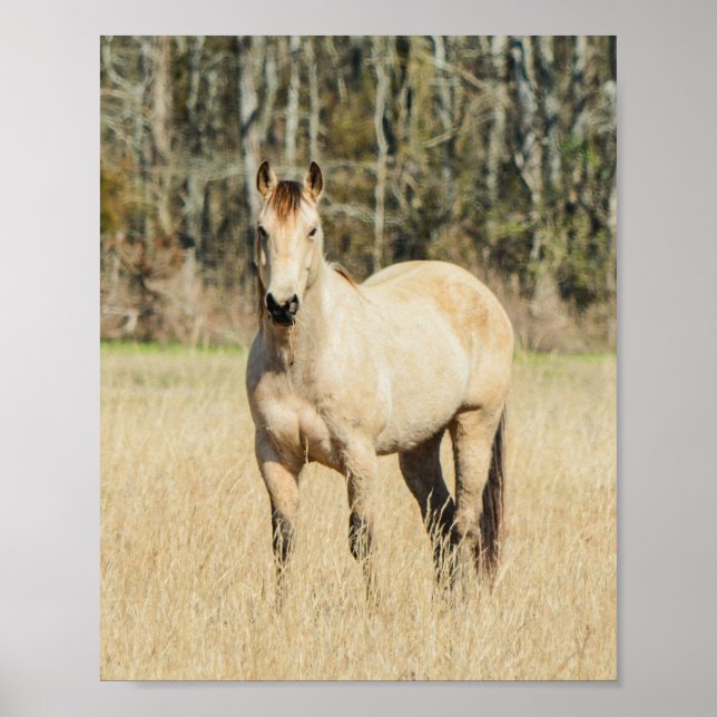 Vacker Buckskin Horse Poster (Framsidan)