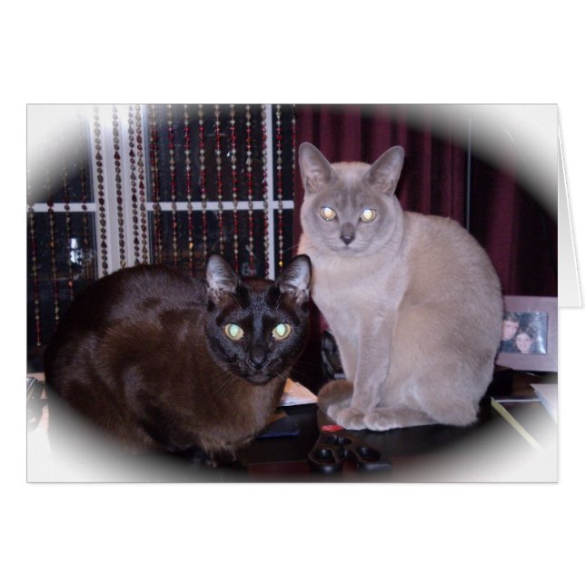 Vacker burmese hälsningskort (Framsidan Horizontal)