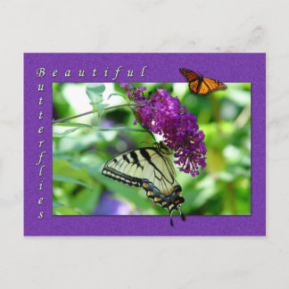 Vacker Butterflies vykort