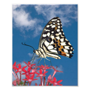 Vacker Butterfly Fototryck