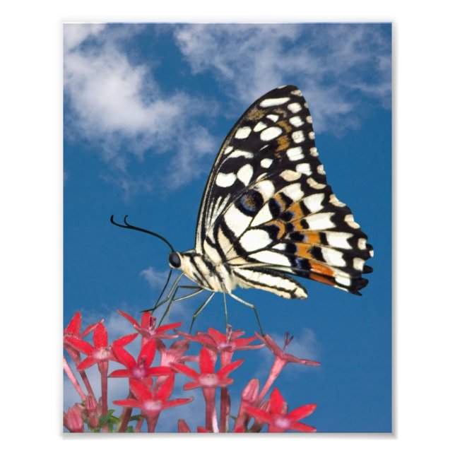 Vacker Butterfly Fototryck (Framsidan)