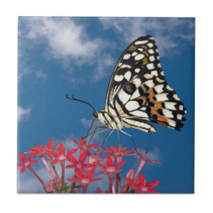 Vacker Butterfly Kakelplatta