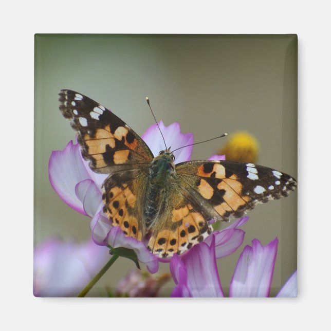 Vacker Butterfly Magnet (Framsidan)