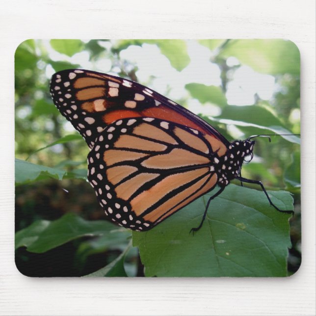 Vacker Butterfly Musmatta (Framsidan)