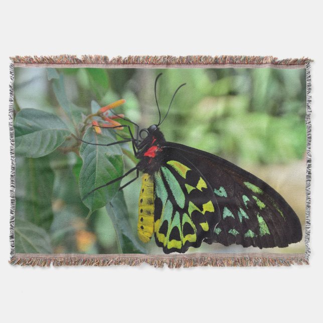 Vacker Butterfly Mysfilt (Framsidan)