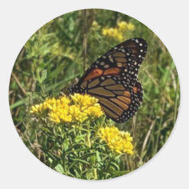 Vacker Butterfly Runt Klistermärke