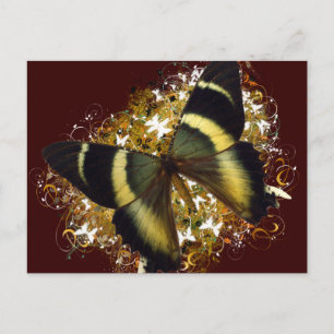 Vacker Butterfly Vykort