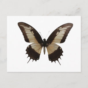 Vacker Butterfly Vykort
