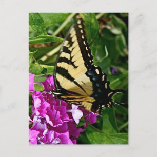 Vacker Butterfly Vykort