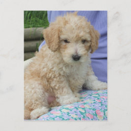 Vacker cavapoo-valp som tittar åt ditt håll, isole vykort
