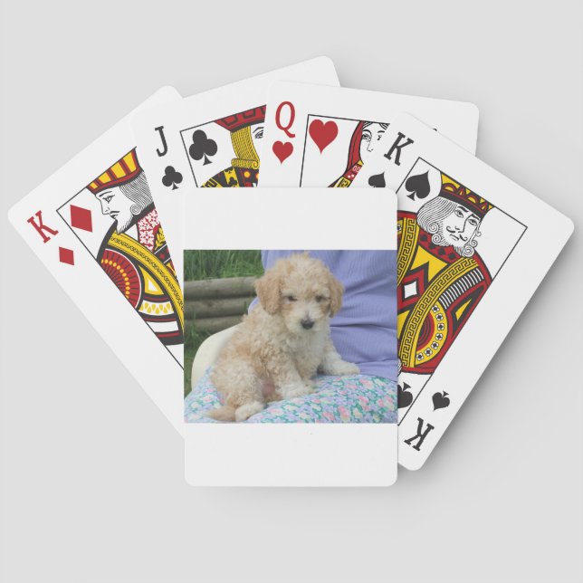 Vacker cavapoo-valp som tittar mot dig, isolerad spel kort (Baksidan)