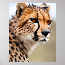 Vacker Cheetah Poster