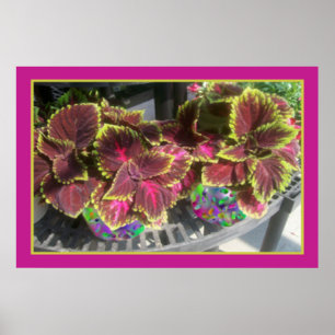Vacker Coleus Poster