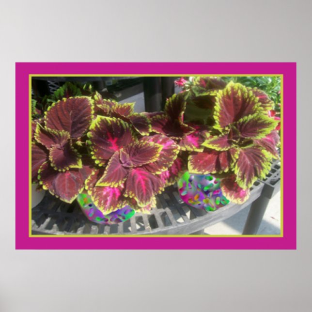 Vacker Coleus Poster (Framsidan)