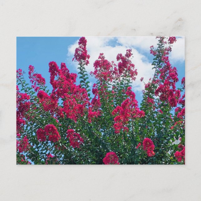 Vacker Crepe Myrtle Flowers Natur Fotography Vykort (Framsida)