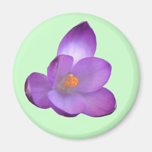 Vacker Crocus Magnet