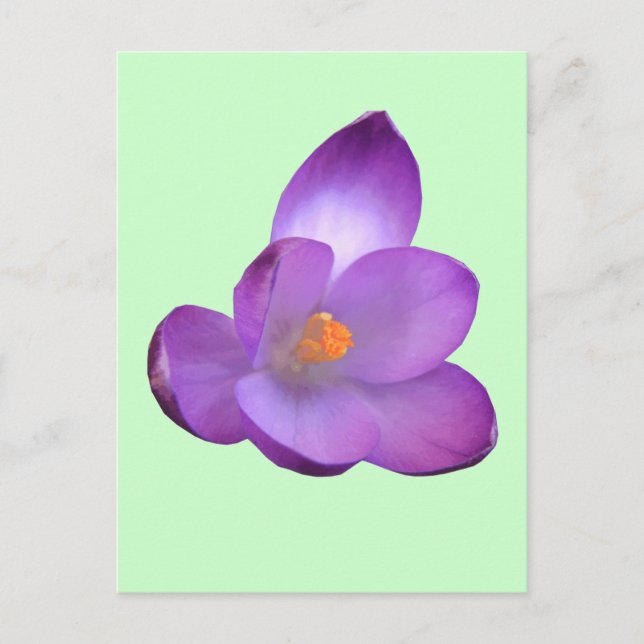 Vacker Crocus vykort (Framsida)