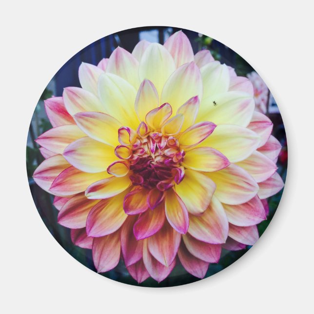 Vacker Dahlia på en magnet (Framsidan)