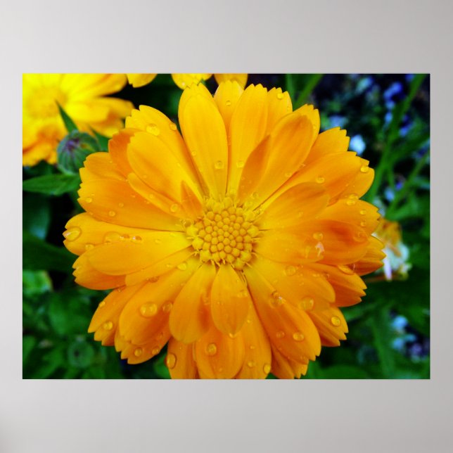 vacker daisy av gult poster (Framsidan)