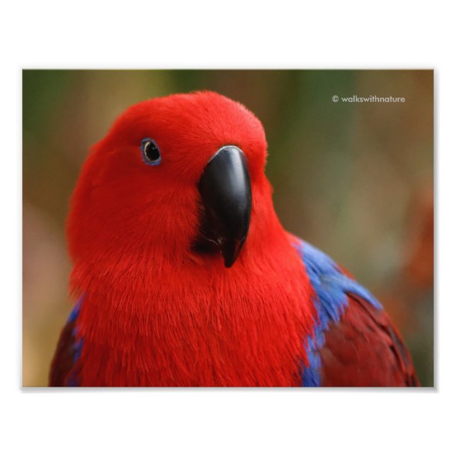 Vacker "Dam in Red" Eclectus Parrot Fototryck (Framsidan)