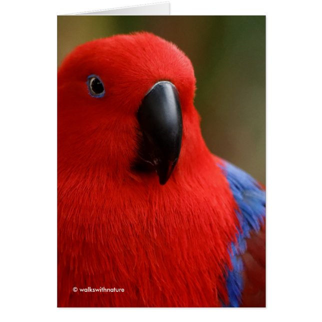 Vacker "Dam in Red" Eclectus Parrot Hälsningskort (Framsidan)