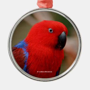 Vacker "Dam in Red" Eclectus Parrot Julgransprydnad Metall
