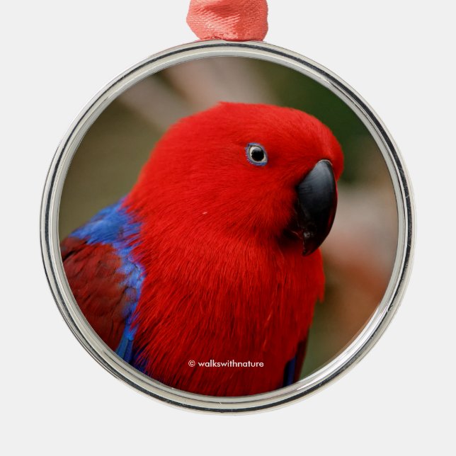 Vacker "Dam in Red" Eclectus Parrot Julgransprydnad Metall (Framsidan)
