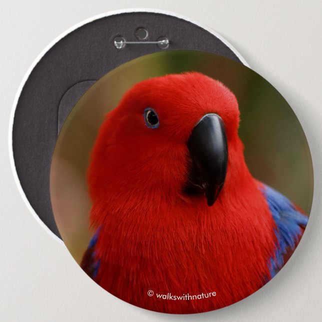 Vacker "Dam in Red" Eclectus Parrot Knapp (Framsida & baksida)